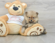 8 week old Pomeranian Puppy For Sale - Fairfield Furbabies