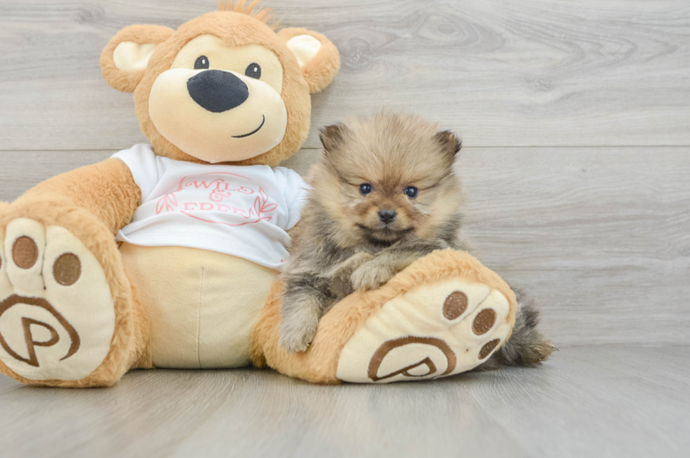 8 week old Pomeranian Puppy For Sale - Fairfield Furbabies