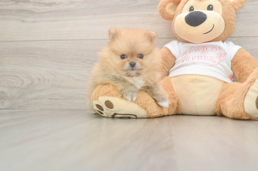 7 week old Pomeranian Puppy For Sale - Fairfield Furbabies