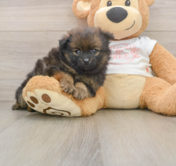 8 week old Pomeranian Puppy For Sale - Fairfield Furbabies