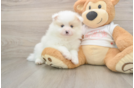 Best Pomeranian Baby