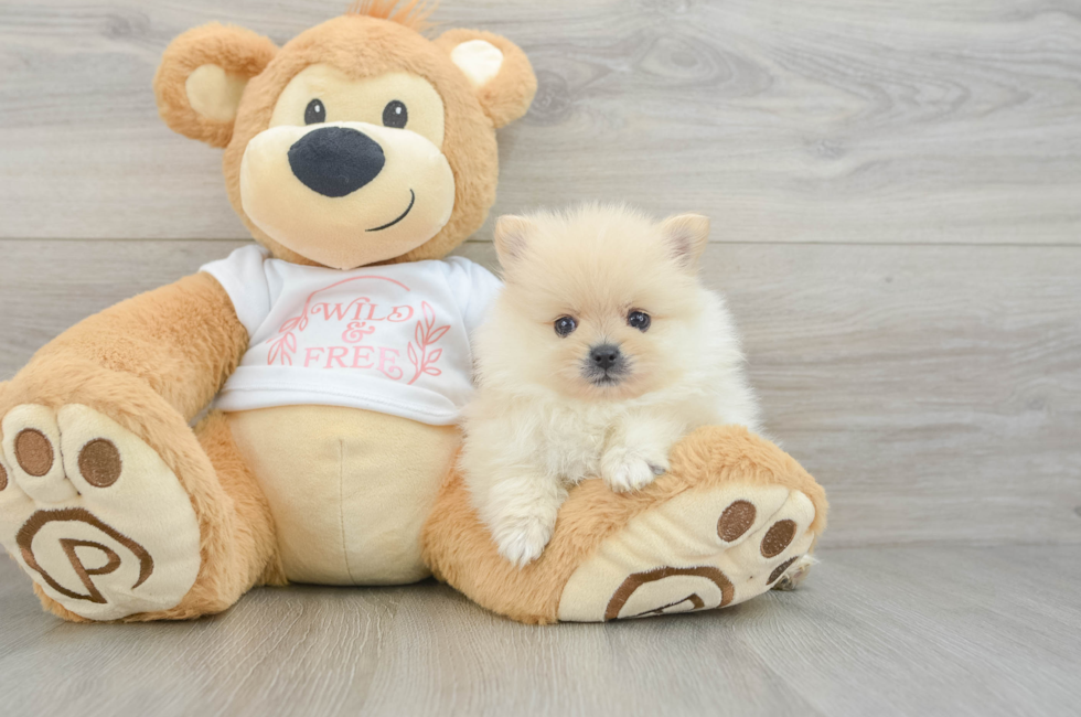 7 week old Pomeranian Puppy For Sale - Fairfield Furbabies