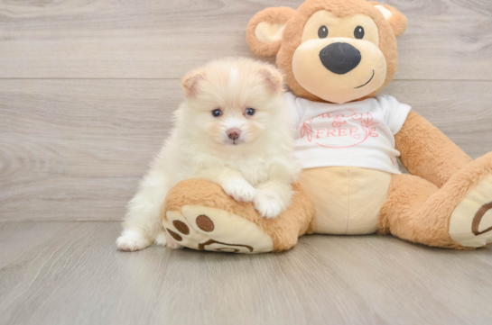 CAMRON, a Pomeranian littermate