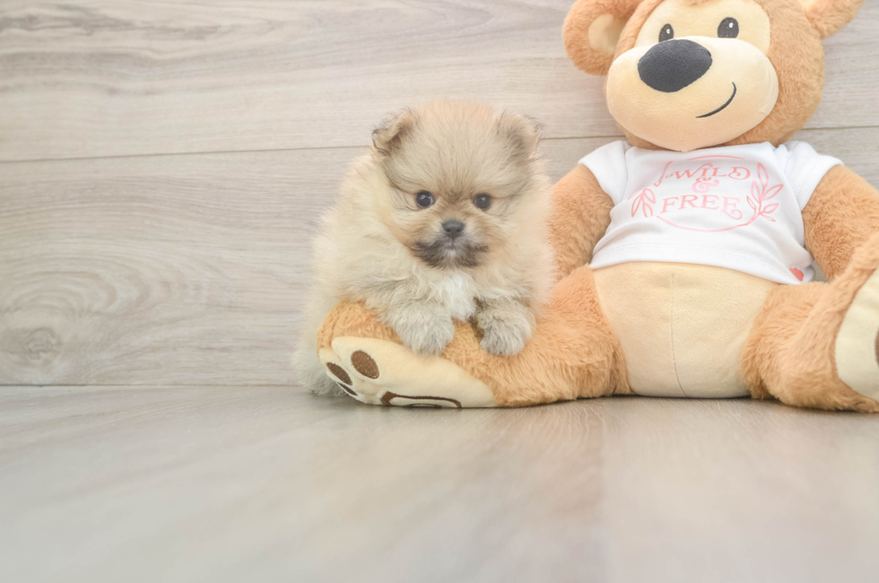 7 week old Pomeranian Puppy For Sale - Fairfield Furbabies