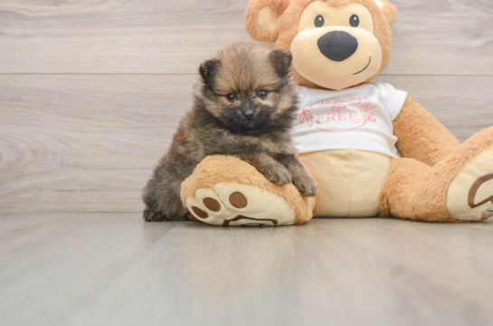 CAPRIO, a Pomeranian littermate