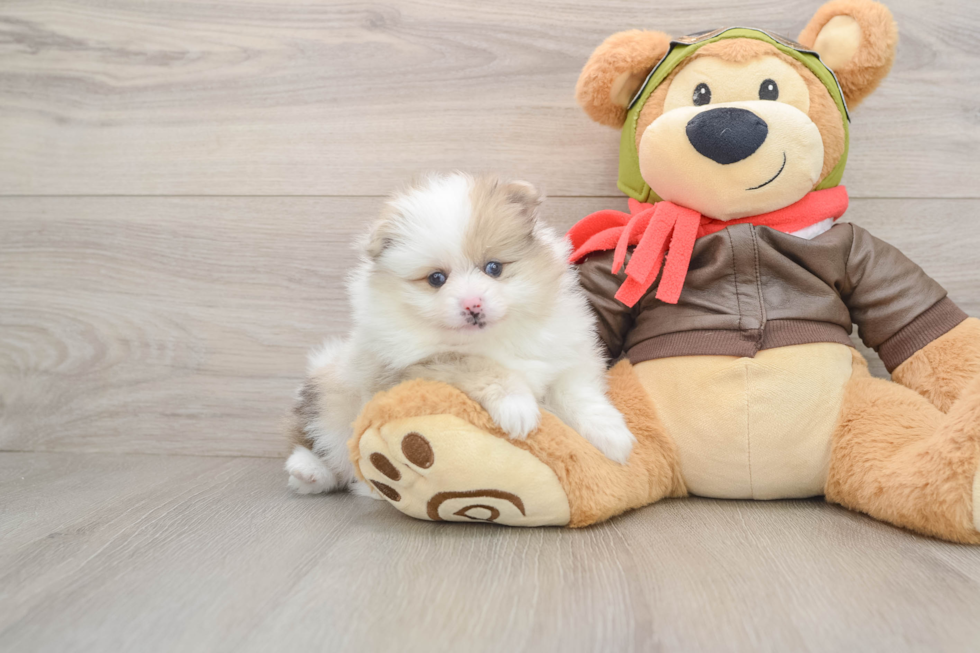 Akc Registered Pomeranian Baby