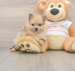 8 week old Pomeranian Puppy For Sale - Fairfield Furbabies