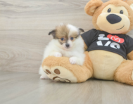 8 week old Pomeranian Puppy For Sale - Fairfield Furbabies