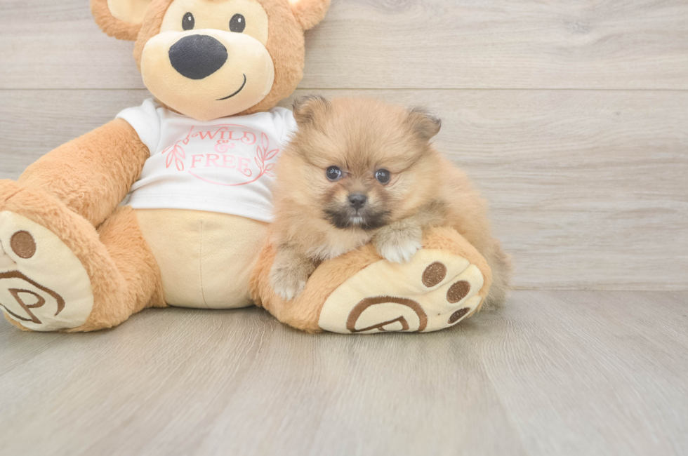 7 week old Pomeranian Puppy For Sale - Fairfield Furbabies