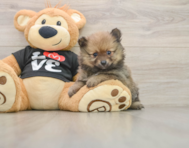 9 week old Pomeranian Puppy For Sale - Fairfield Furbabies