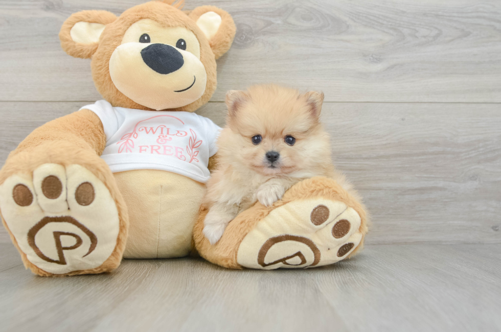 7 week old Pomeranian Puppy For Sale - Fairfield Furbabies