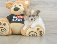 8 week old Pomeranian Puppy For Sale - Fairfield Furbabies