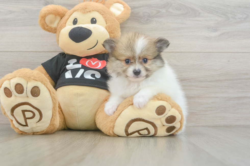 8 week old Pomeranian Puppy For Sale - Fairfield Furbabies