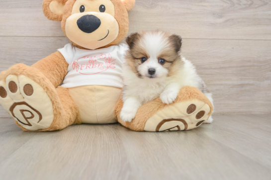 COLIN, a Pomeranian littermate