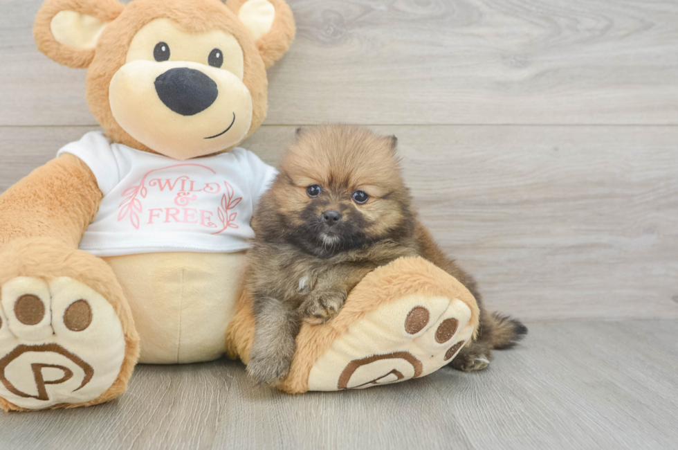 5 week old Pomeranian Puppy For Sale - Fairfield Furbabies