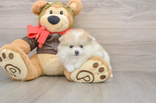 Pomeranian Puppy for Adoption