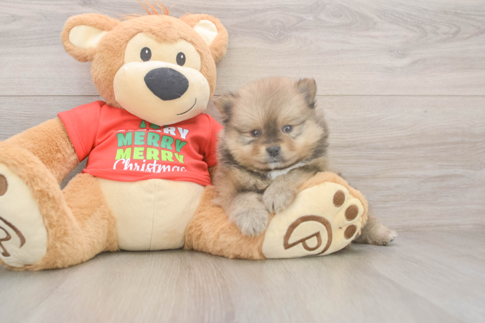 Pomeranian Puppy for Adoption