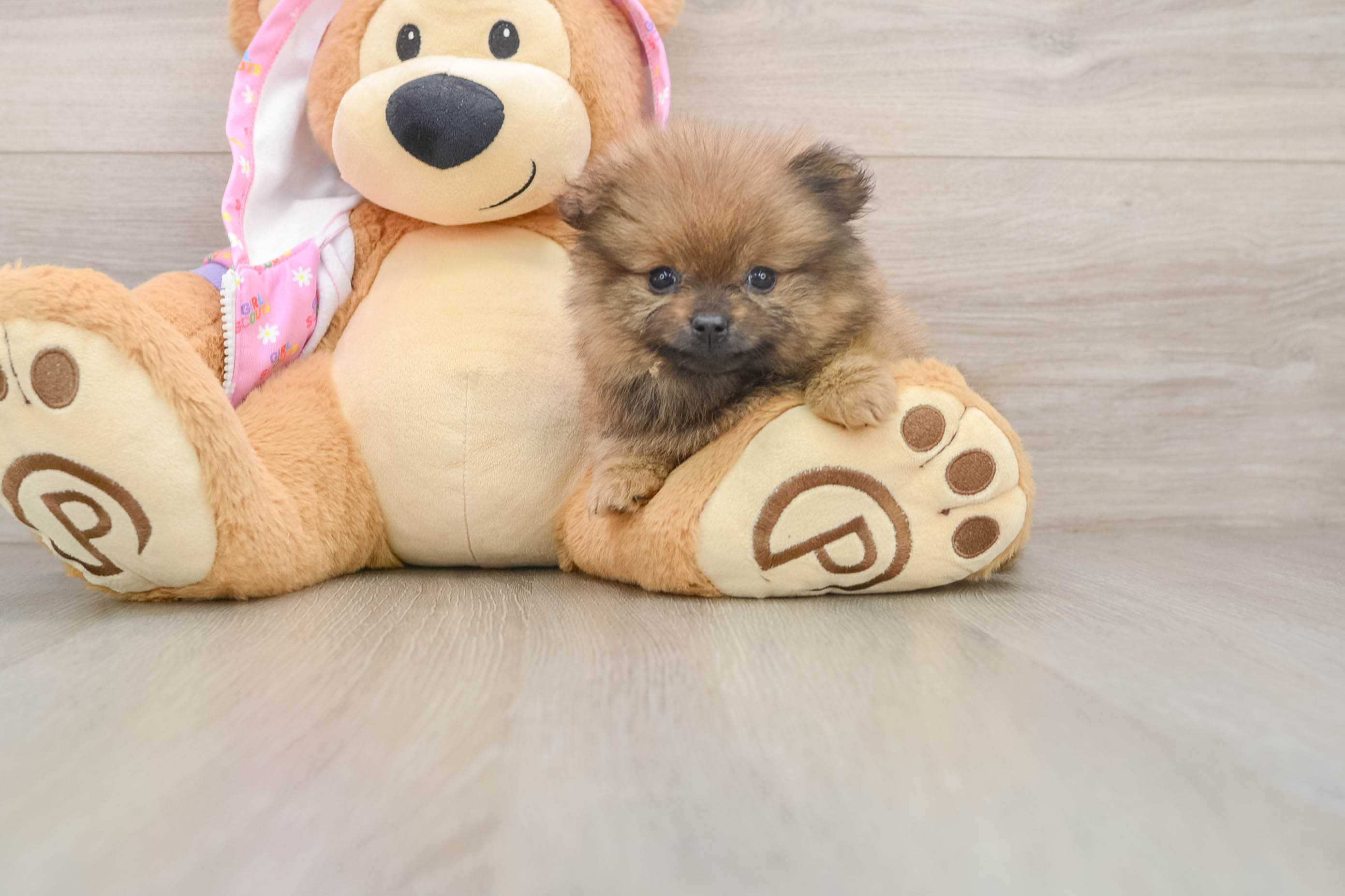 Funny Pomeranian Baby