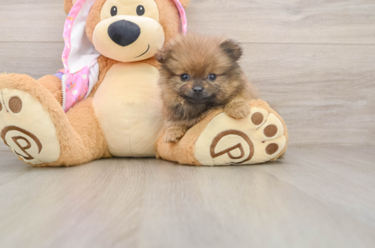 DAPHNE, a Pomeranian littermate