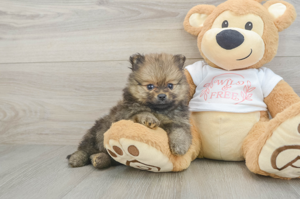 5 week old Pomeranian Puppy For Sale - Fairfield Furbabies