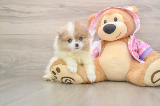 DARREN, a Pomeranian littermate