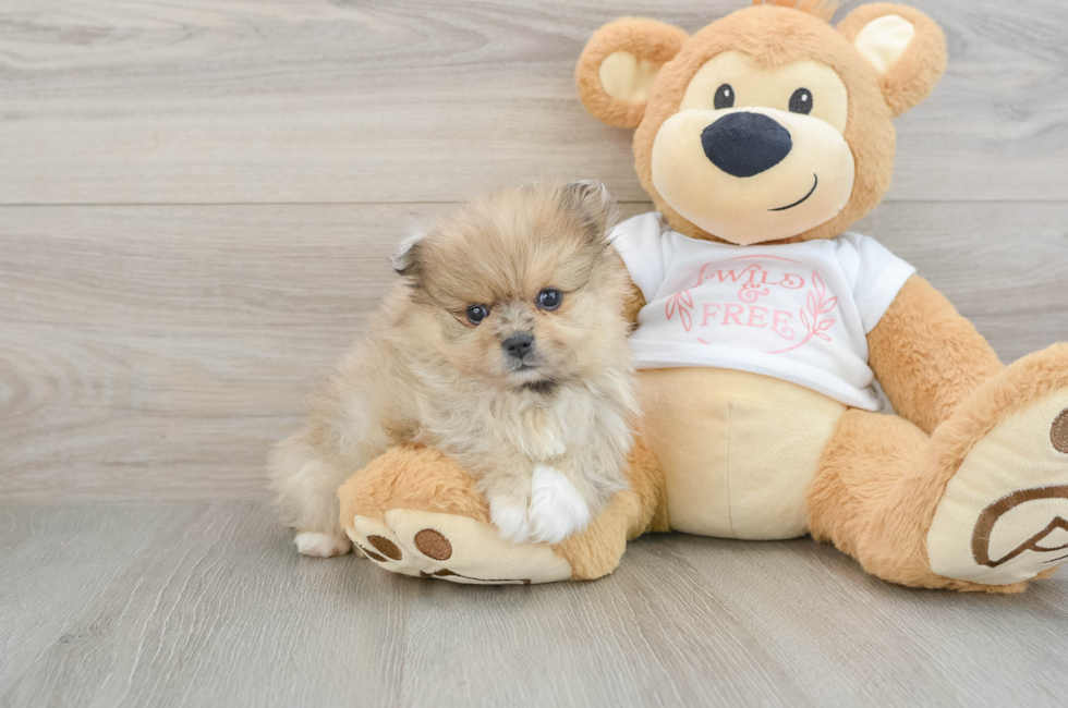 7 week old Pomeranian Puppy For Sale - Fairfield Furbabies