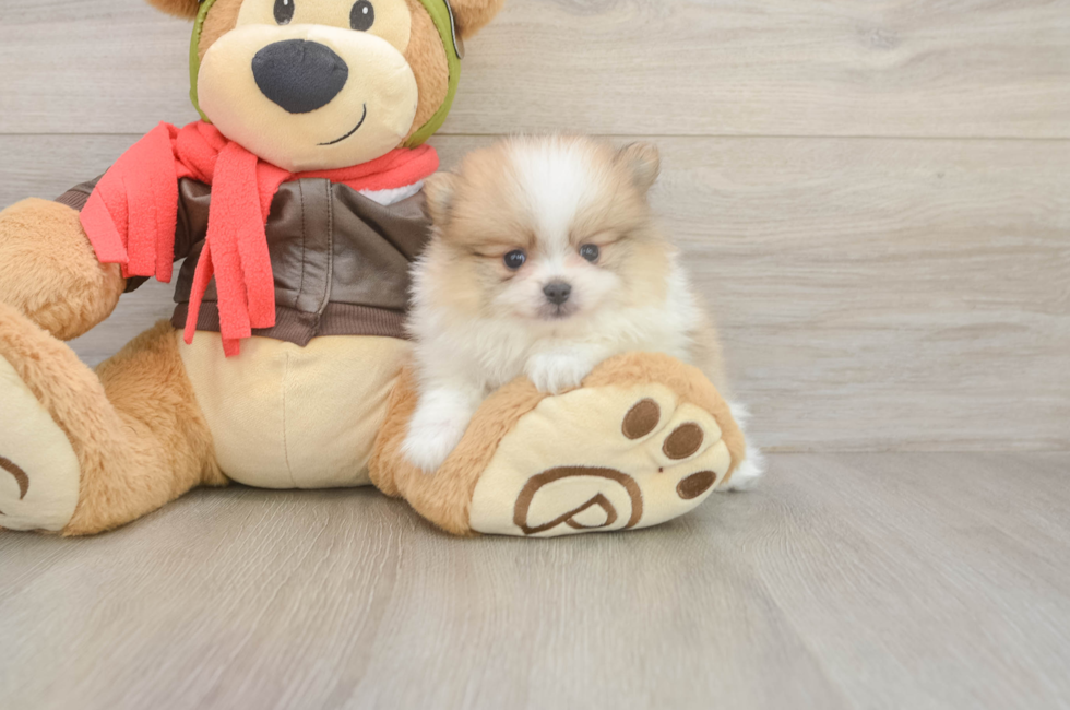 8 week old Pomeranian Puppy For Sale - Fairfield Furbabies
