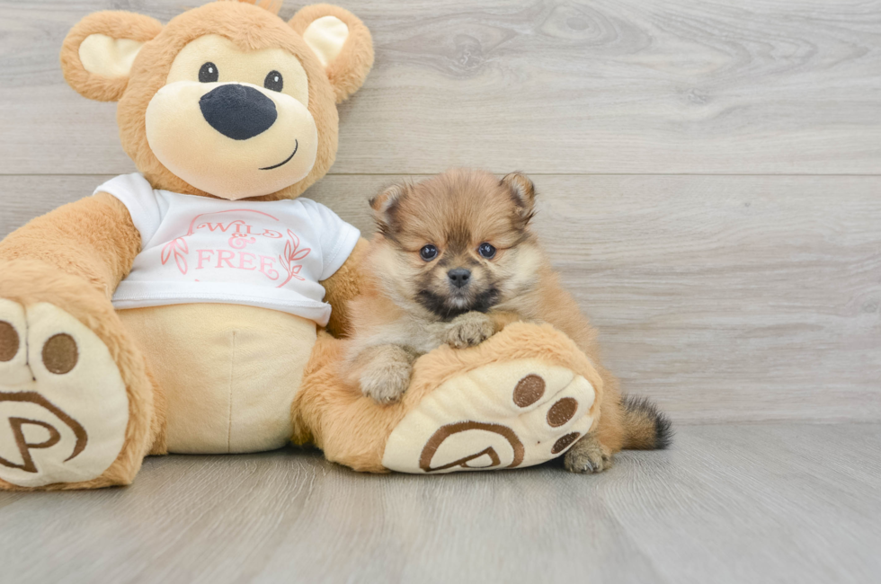 7 week old Pomeranian Puppy For Sale - Fairfield Furbabies