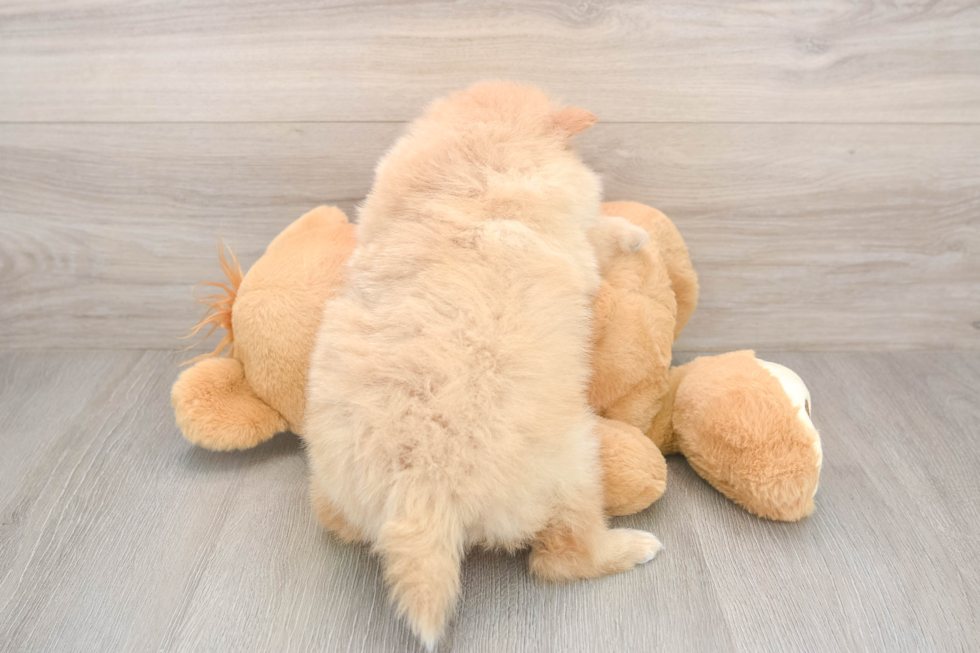 Petite Pom Purebred Puppy