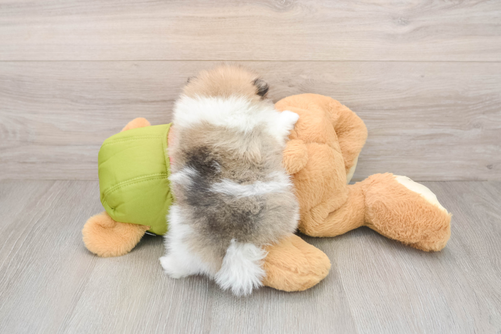 Popular Pomeranian Baby