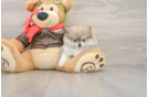Best Pomeranian Baby