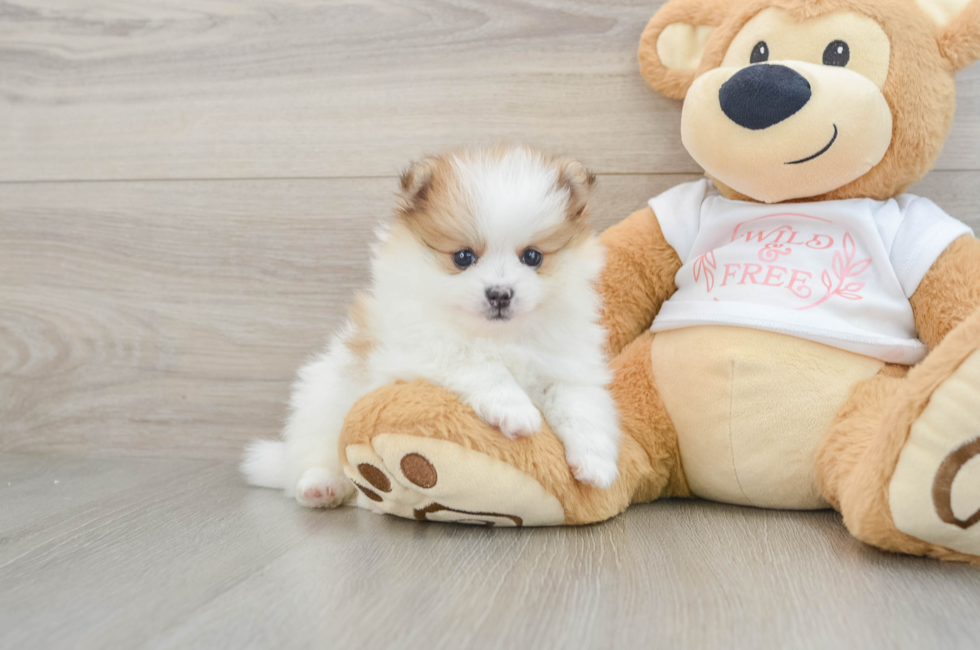7 week old Pomeranian Puppy For Sale - Fairfield Furbabies