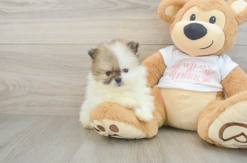 5 week old Pomeranian Puppy For Sale - Fairfield Furbabies