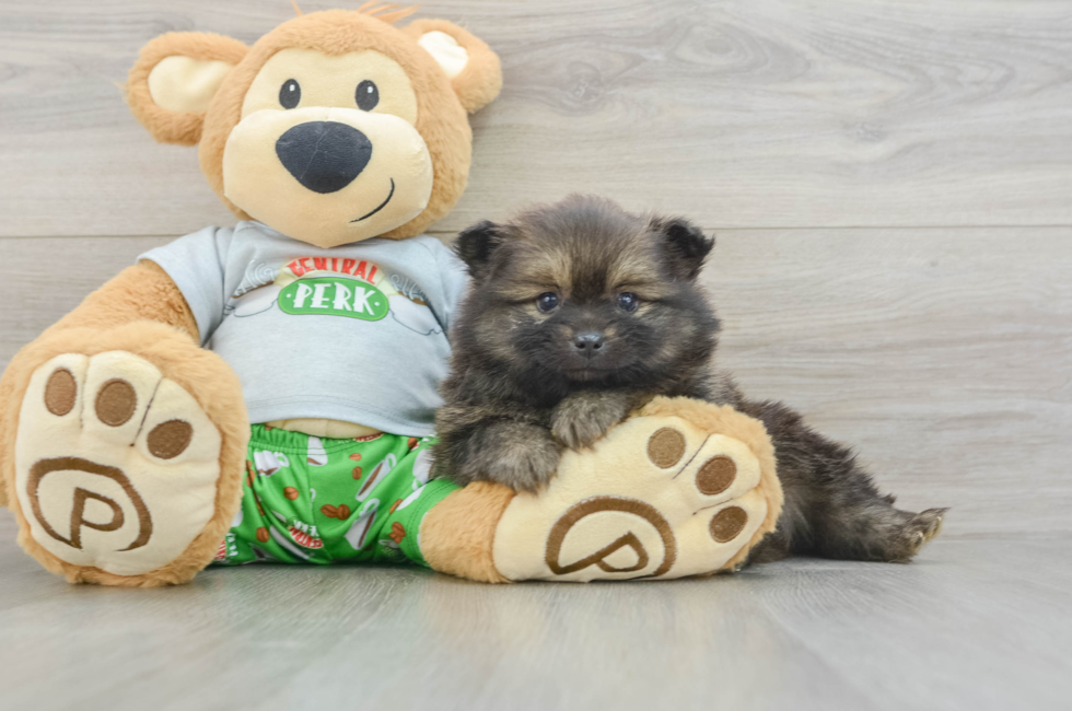 5 week old Pomeranian Puppy For Sale - Fairfield Furbabies