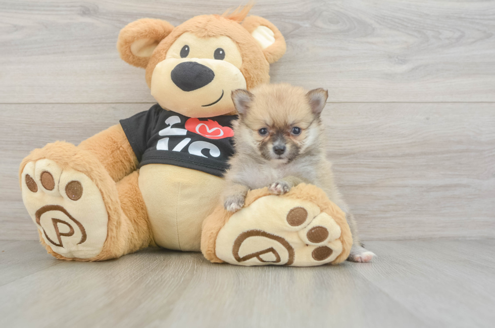 5 week old Pomeranian Puppy For Sale - Fairfield Furbabies