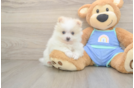 Friendly Pomeranian Baby
