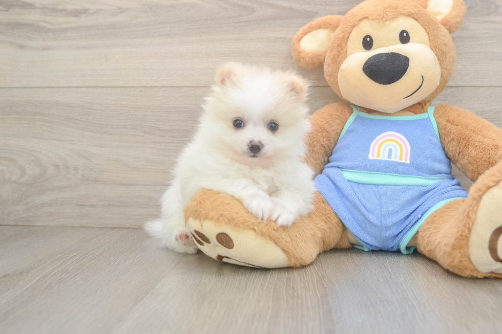 Friendly Pomeranian Baby