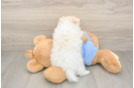 Best Pomeranian Baby