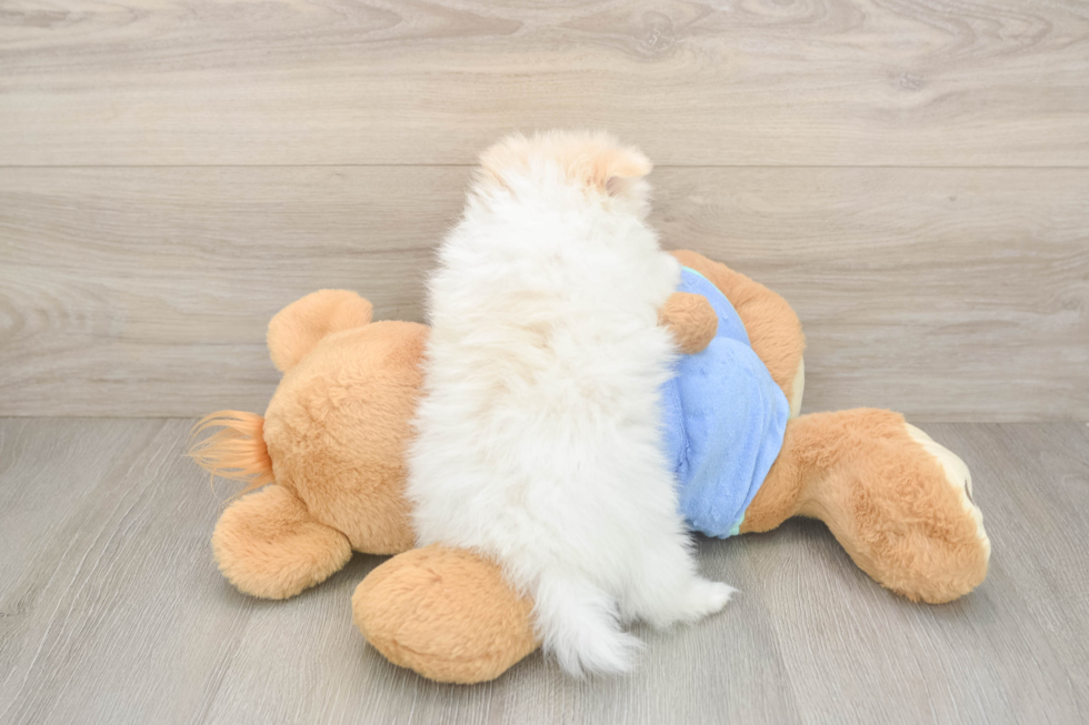 Best Pomeranian Baby