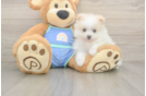 Pomeranian Puppy for Adoption