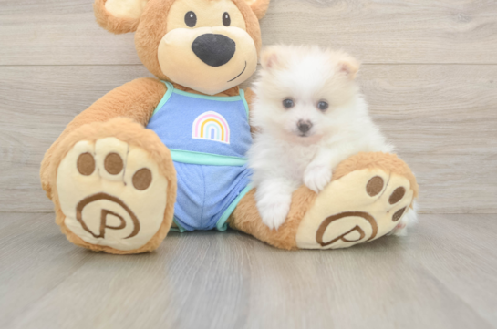Pomeranian Puppy for Adoption