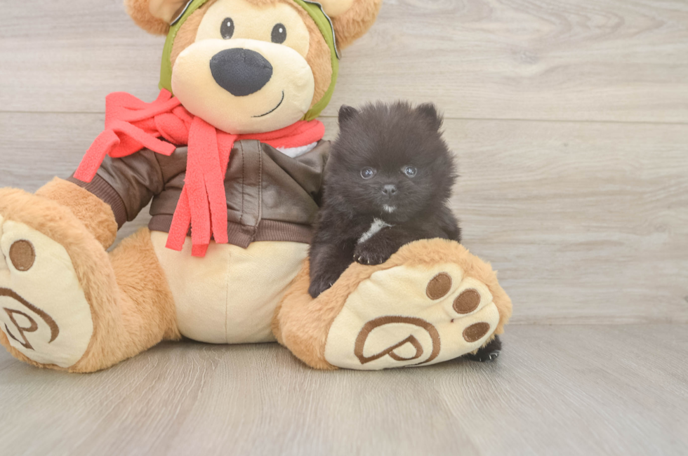 6 week old Pomeranian Puppy For Sale - Fairfield Furbabies
