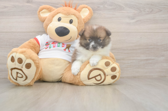 Pomeranian Pup Being Cute