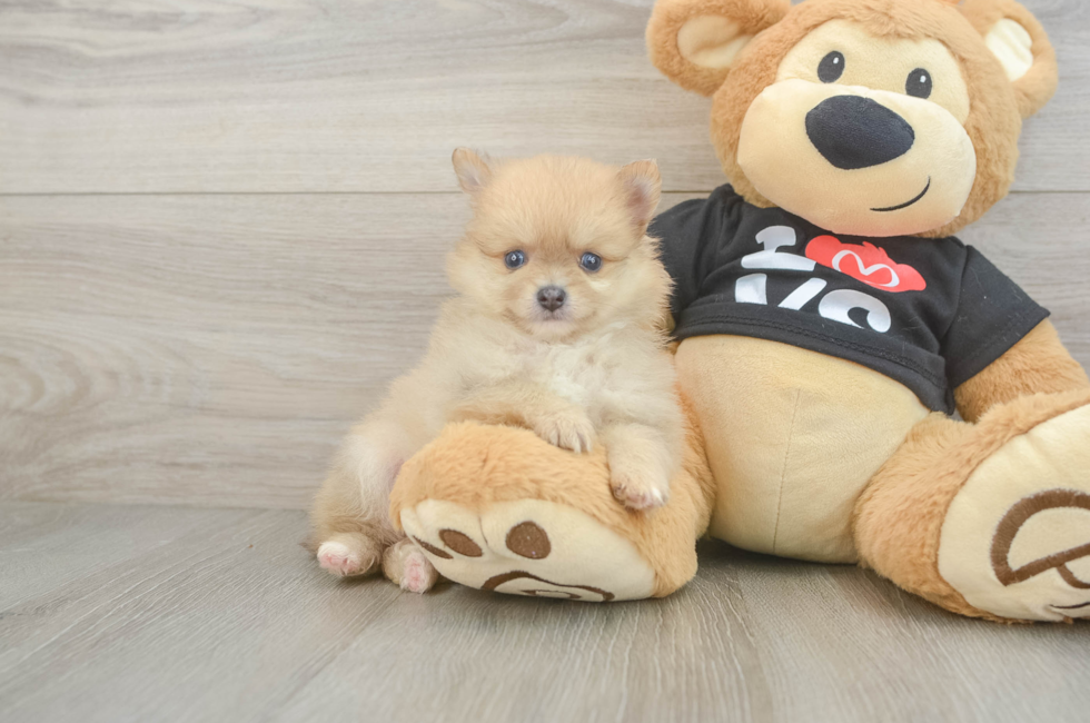 5 week old Pomeranian Puppy For Sale - Fairfield Furbabies