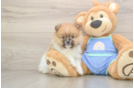 Best Pomeranian Baby