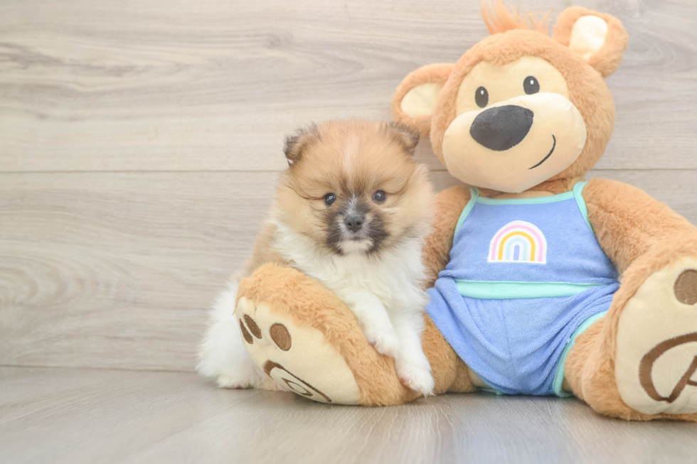 Best Pomeranian Baby