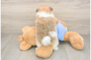 Pomeranian Puppy for Adoption