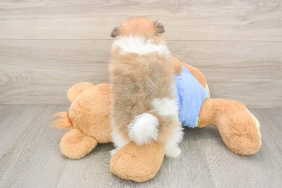 Pomeranian Puppy for Adoption