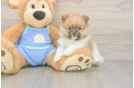 Best Pomeranian Baby