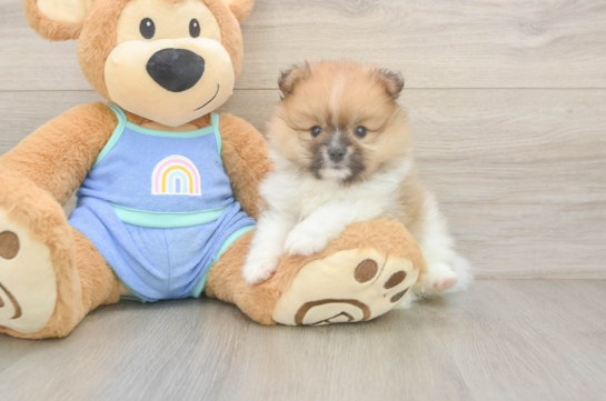 Best Pomeranian Baby